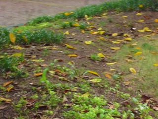 1000120593