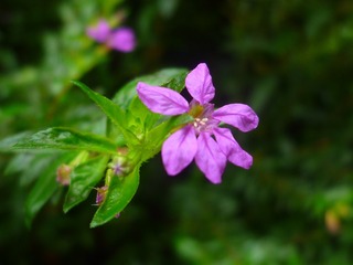 Image_1721801723165