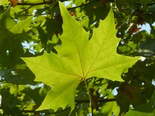 Image_1724924646089