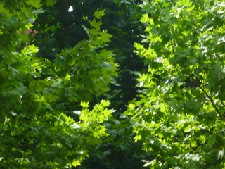 Image_1720172914891