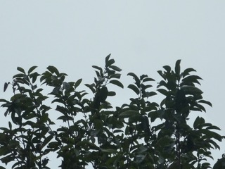 1000147227
