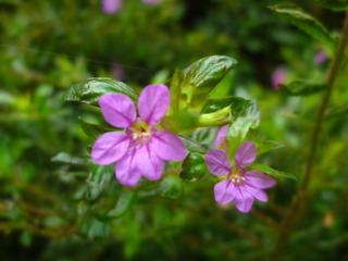 Image_1721801708356