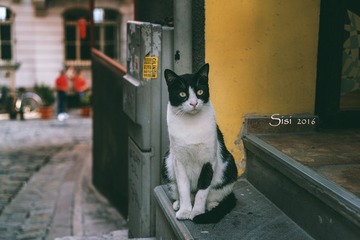 _DSC0091-1
