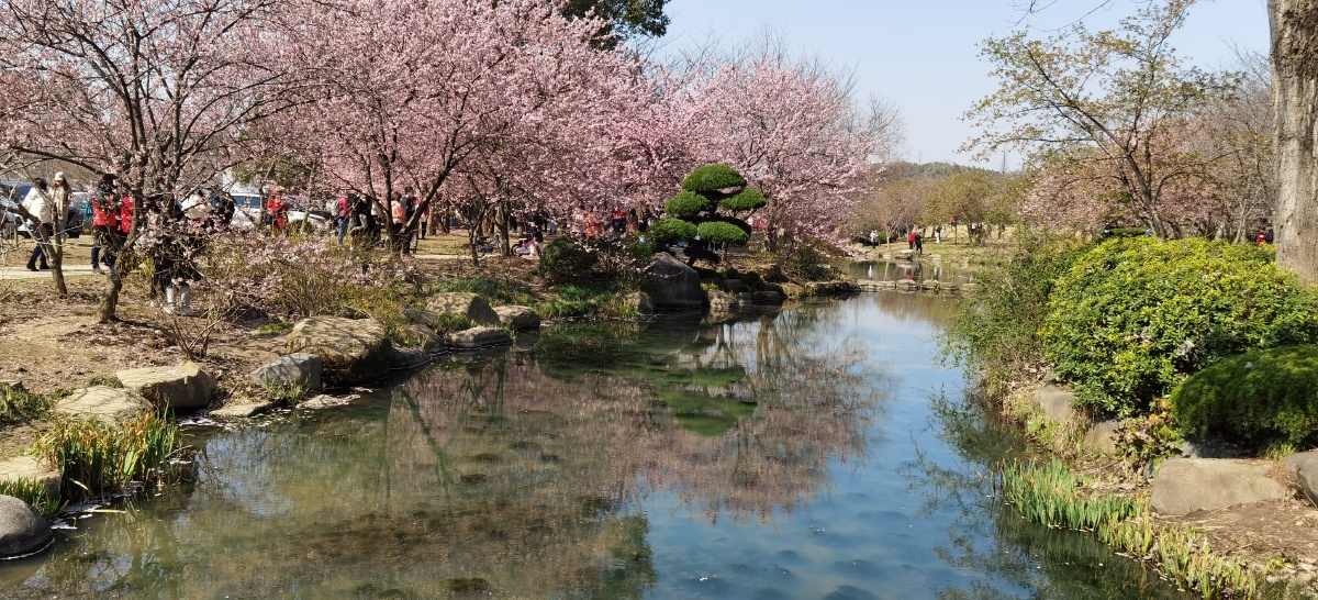 无锡鼋头渚早樱盛开