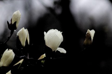1000061762