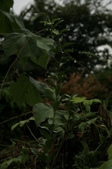 1000021773