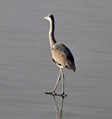 97736