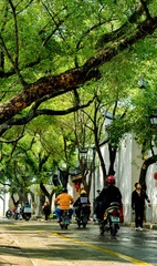 悠闲林荫路