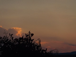 334007