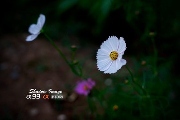 DSC00822p.jpg