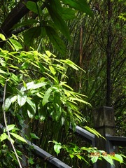 42004