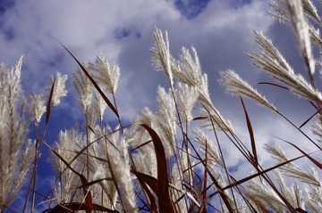 IMGP1110.JPG