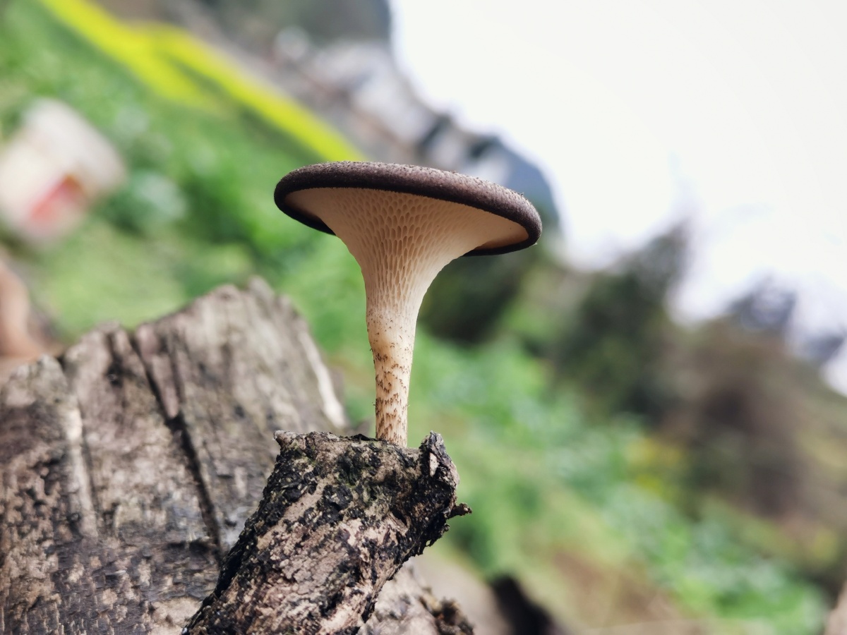 1/115在图虫看动物世界木#野生蘑菰三浦·关于蓝滤镜还没有人打赏,快