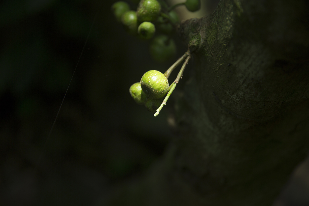 15青涩绿果何日红