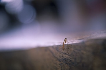 DSC_8362.jpg