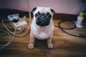_DSC0909