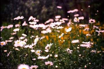 Untitled-5