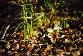 Untitled-11