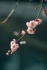 _DSC1901