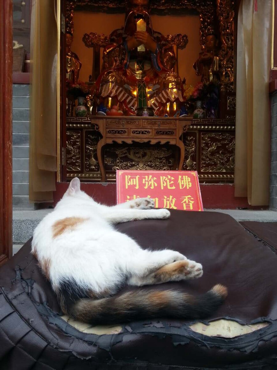 猫咪
