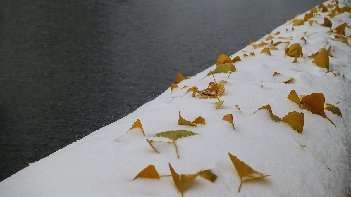 雪中银杏叶 - 逆时针306 - 图虫