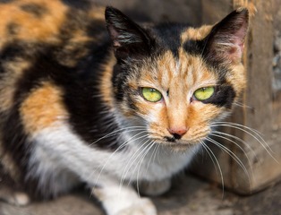 DSC_0341.jpg