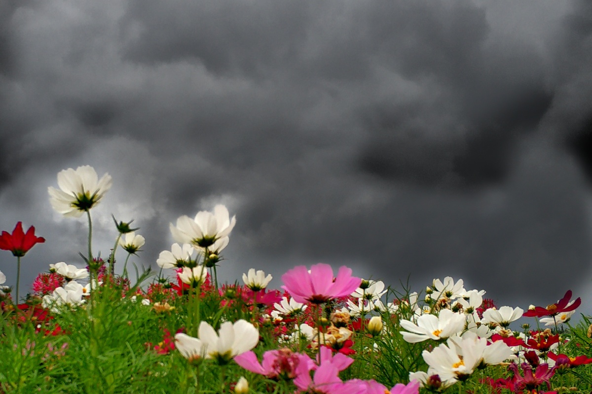 乌云下的鲜花