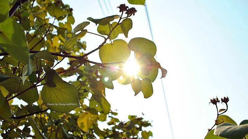201210_深圳大鹏湾<br />