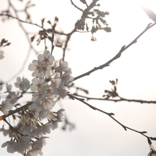 樱花<br />
