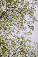 1000203129