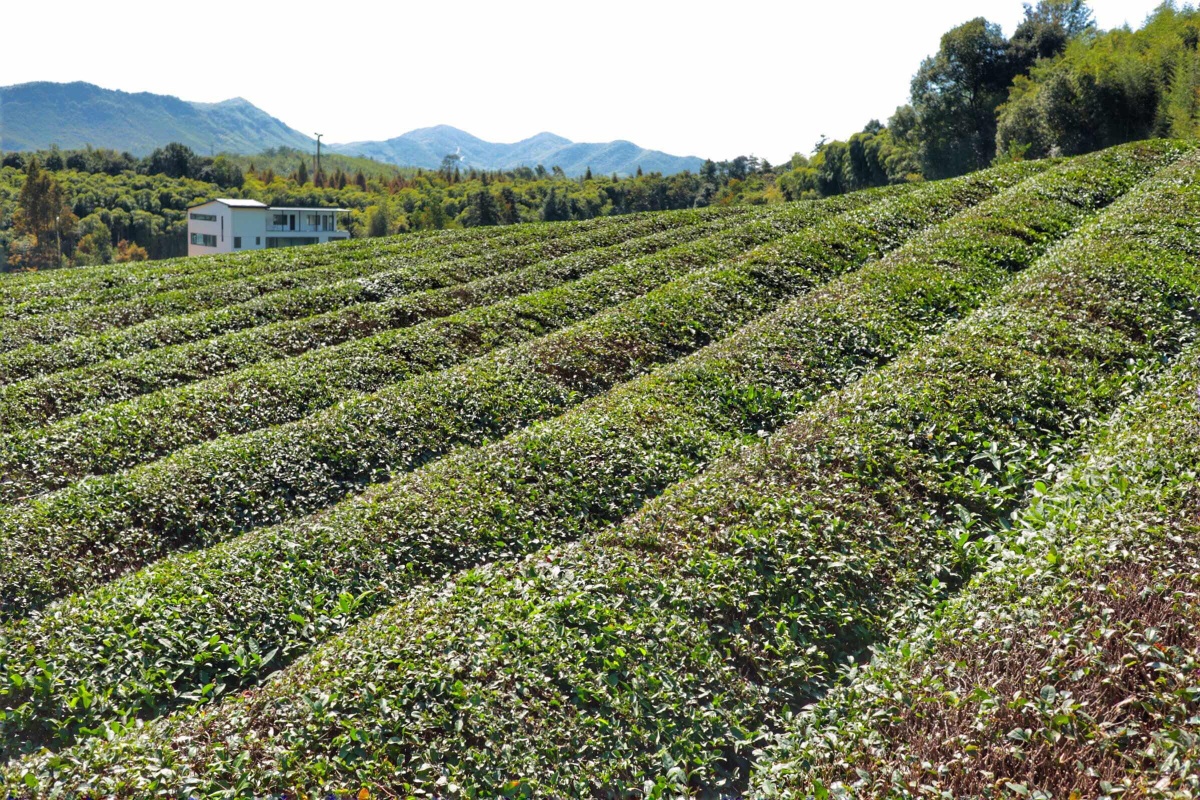奉节脐橙苗木基地