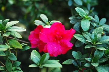 IMGP1413_conew1.jpg