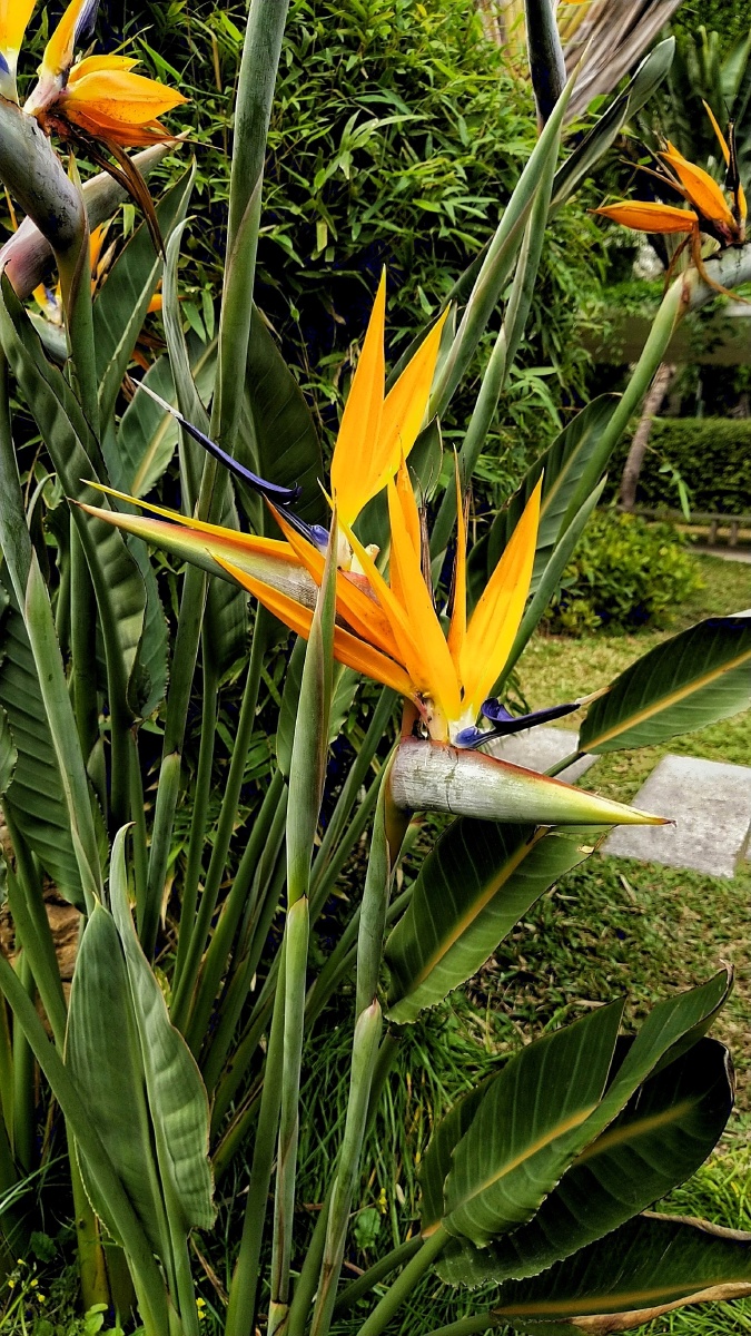 天堂鸟. - 春回大地843 - 图虫