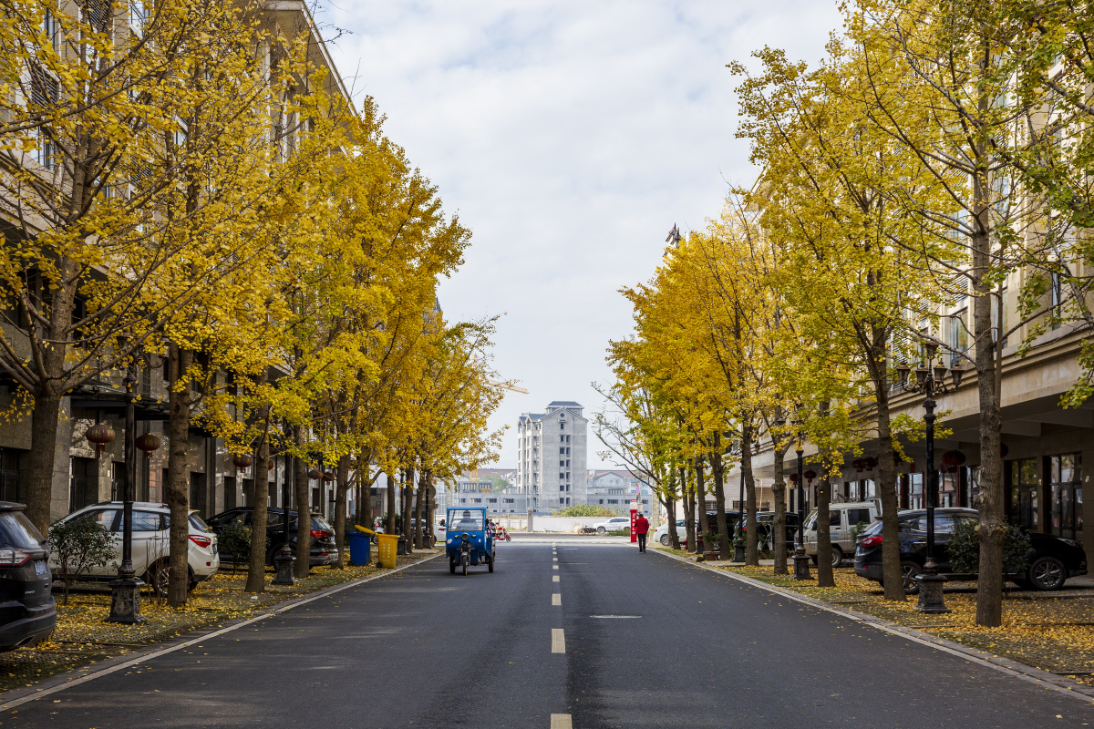 景观街道浙江仙居白塔镇银杏大道
