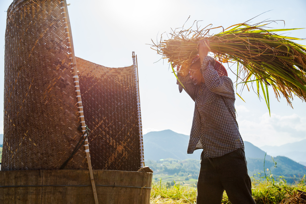 乡村记事原始打稻谷