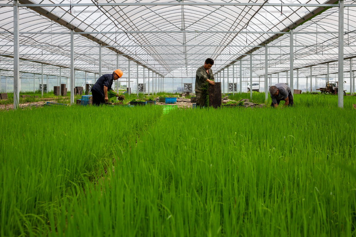 大棚育秧浙江仙居
