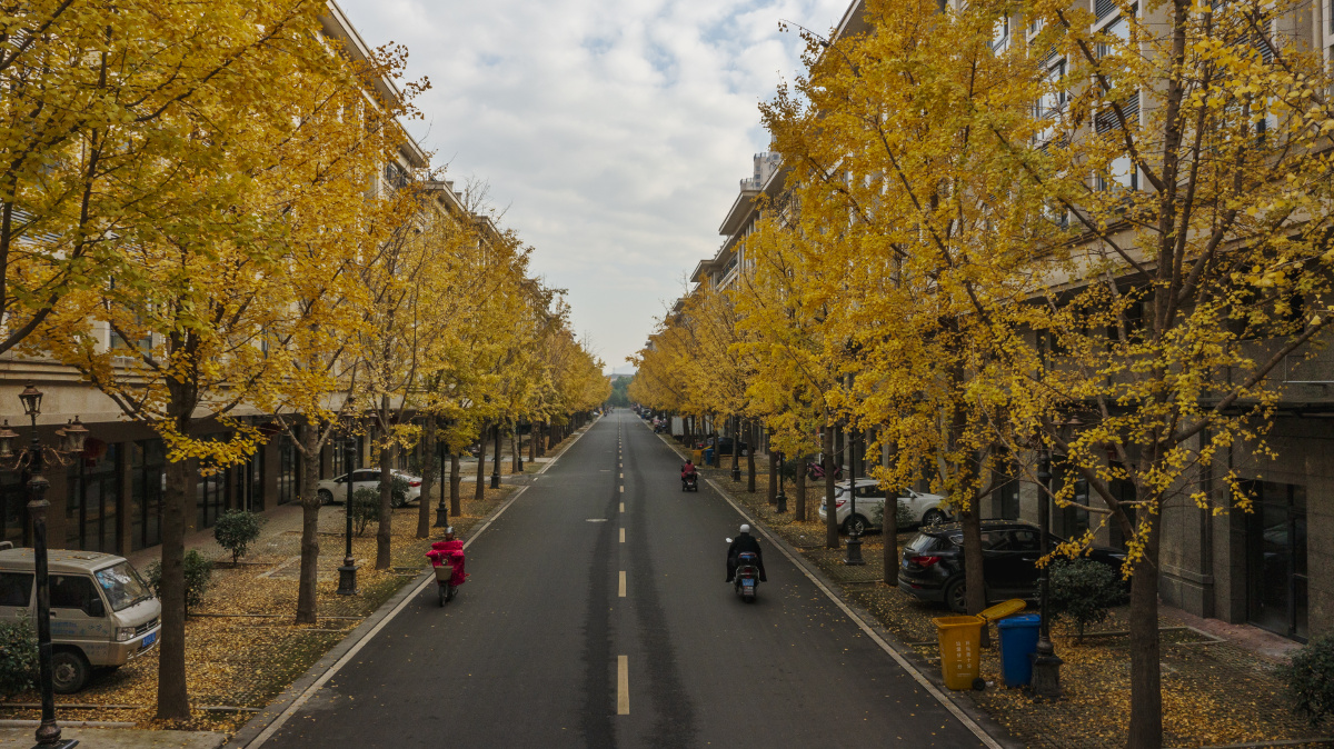 景观街道浙江仙居白塔镇银杏大道