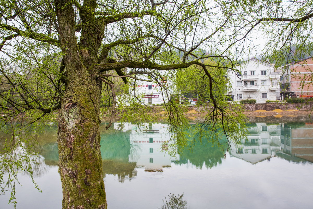 花红柳绿春已酣浙江仙居云溪村