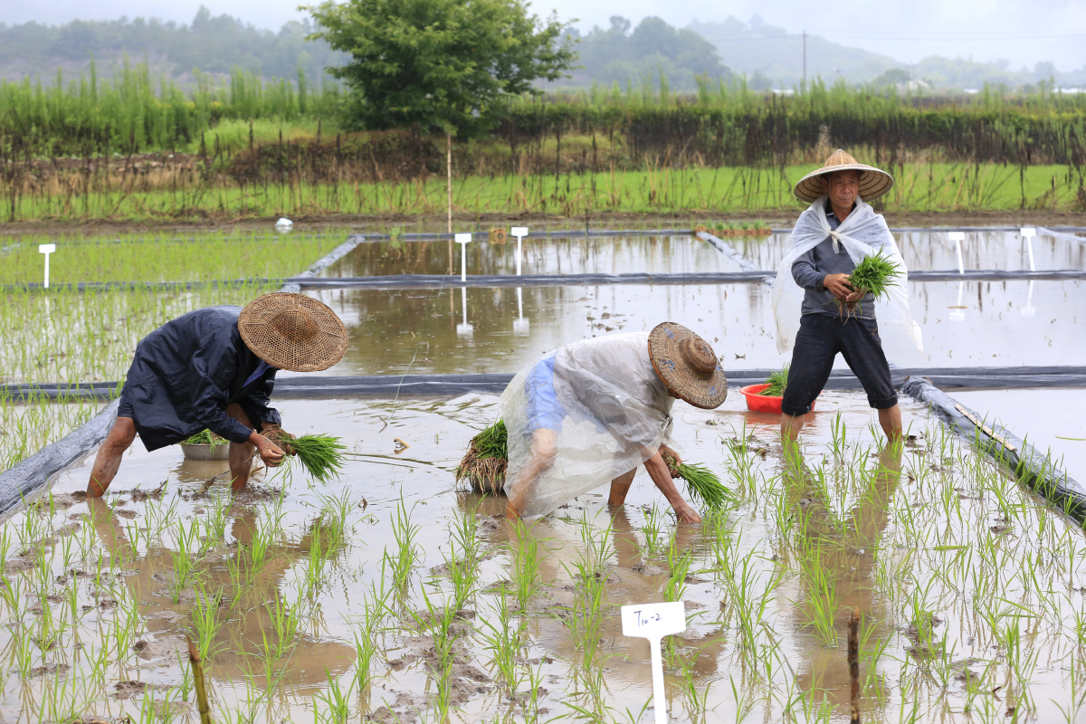 夏至日冒雨插秧赶农时 浙江仙居双庙乡农民冒雨插秧 - 赤脚医生吴林武