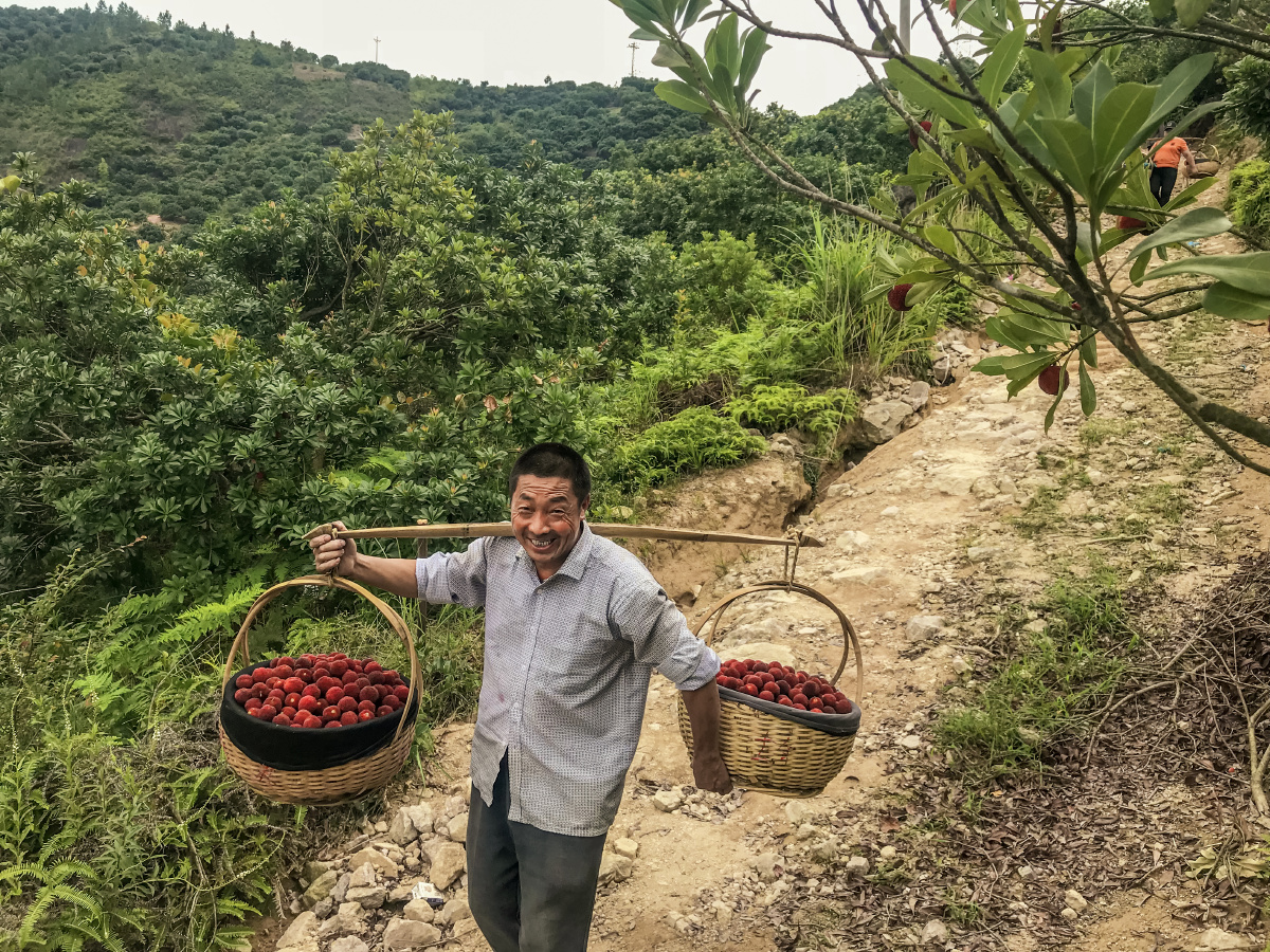 仙居杨梅丰收,梅农喜上眉梢.手机抓拍.