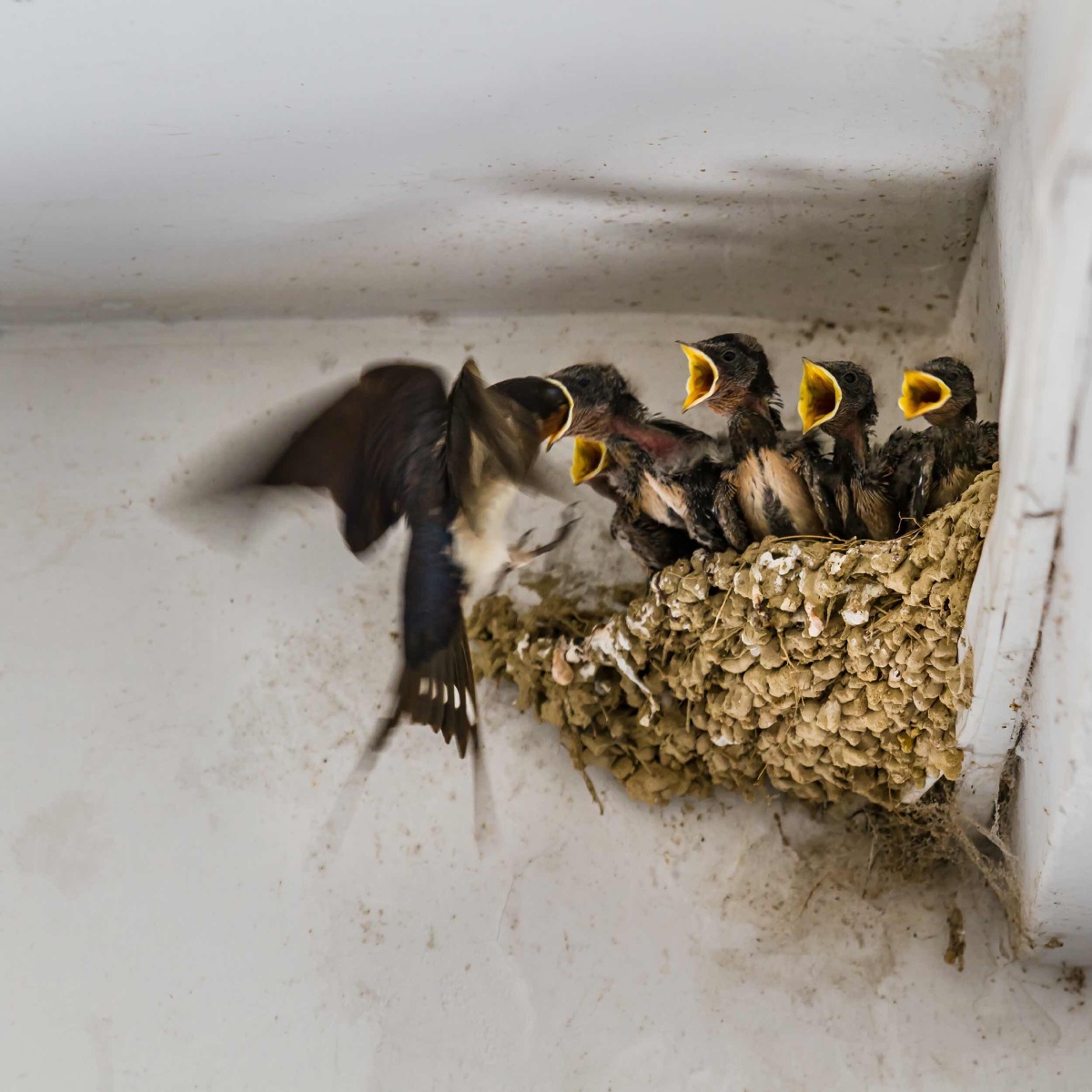 嗷嗷待哺的小燕子,母燕一趟趟的来回捕食口对口地挨个喂食.