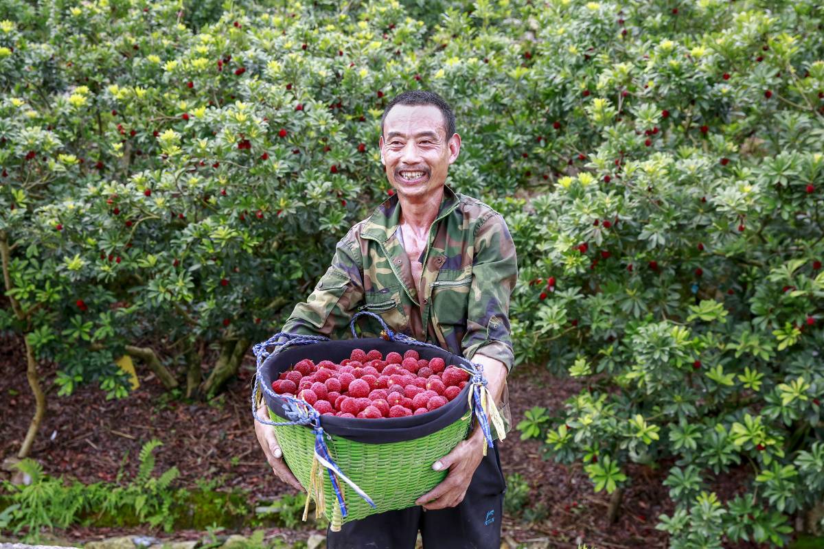 杨梅丰收了摄于浙江仙居横溪俞店村杨梅种植园