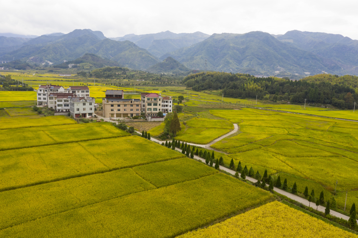 浙江仙居横溪最美秋色在农村田园美景八都垟