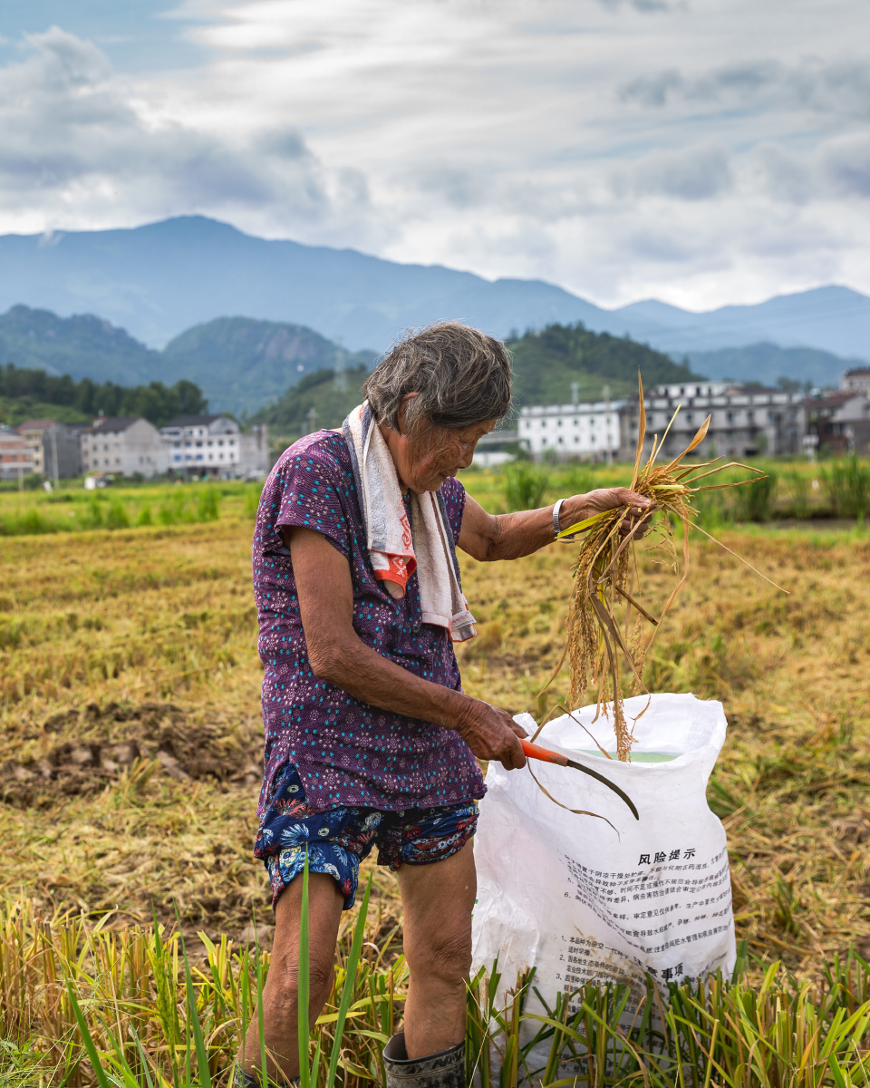 拾稻穗的农妇