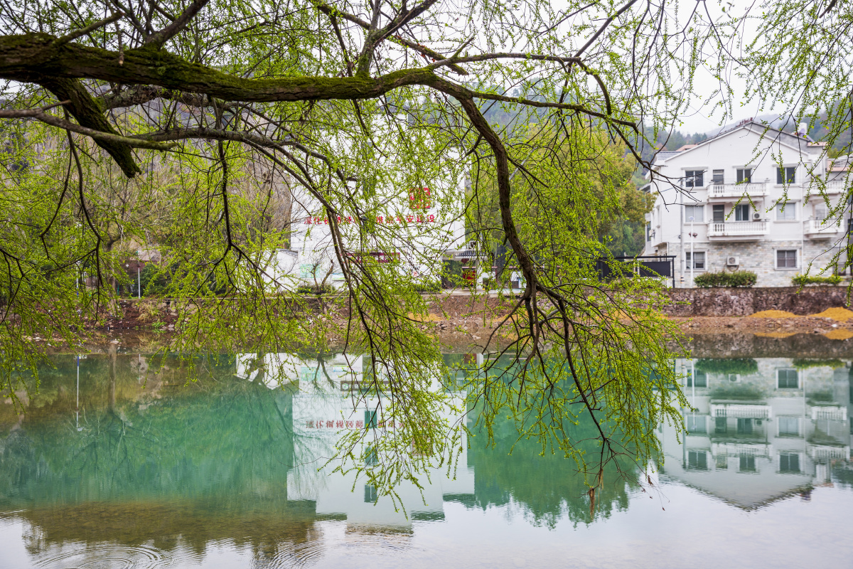 花红柳绿春已酣浙江仙居云溪村