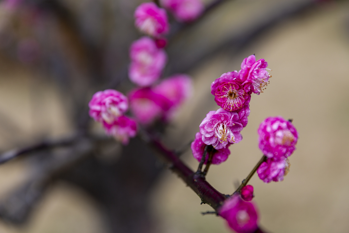 红梅花儿开浙江仙居经历两轮的寒潮后腊梅竞相绽放