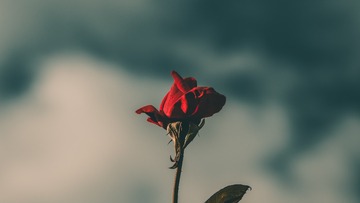 1000079153
