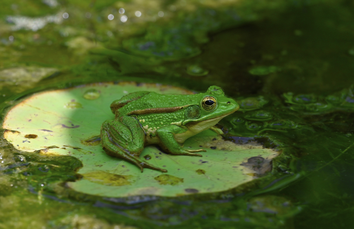 今日上海晴空万里天气有点炎热小青蛙也懒得动弹静静的坐在荷叶上享受