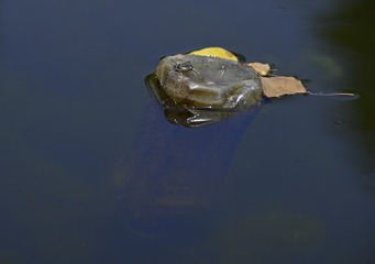 Plastic dock