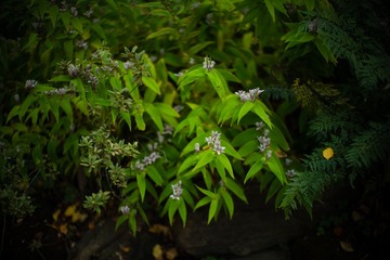 L1000305